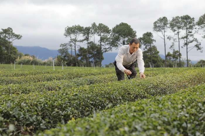 新竹峨眉鄉-徐耀良茶行-茶園景觀