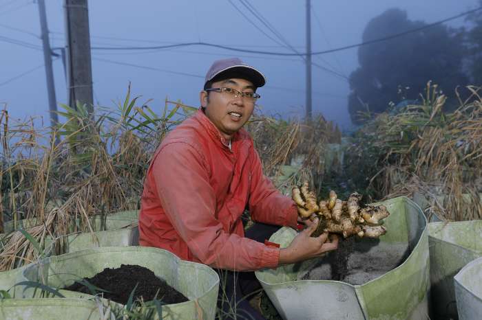 苗栗大湖鄉-薑麻園休閒農業區-新美休閒農場-生薑