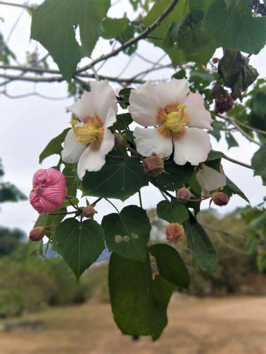 苗栗泰安鄉-湯之島虎山溫泉會館-山芙蓉
